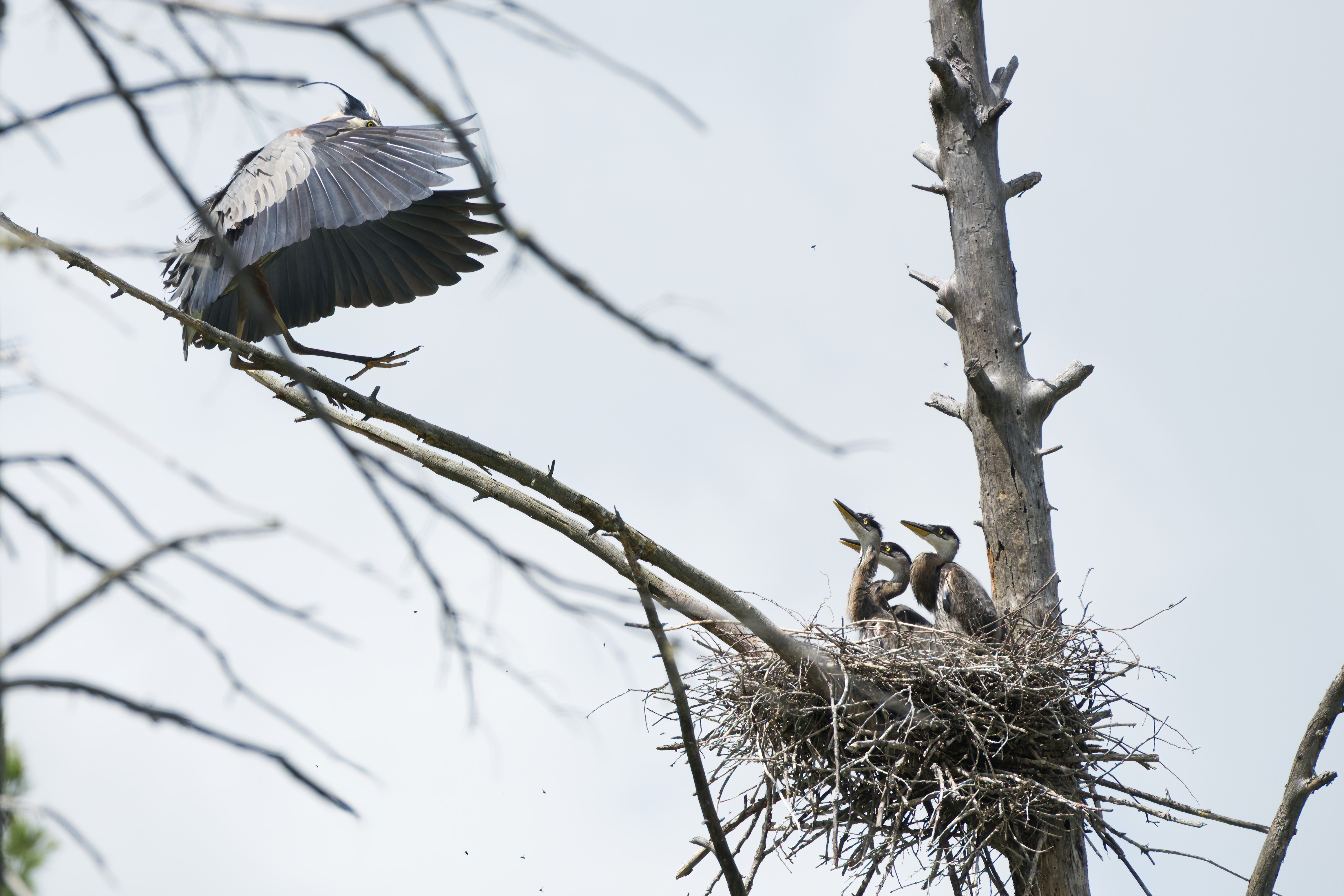 Our first nest gets the story of adventures in the pond.